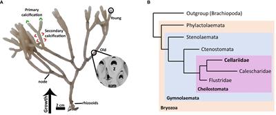 A new transcriptome resource for Cellaria immersa (Phylum: Bryozoa) reveals candidate genes and proteins related to biomineralization